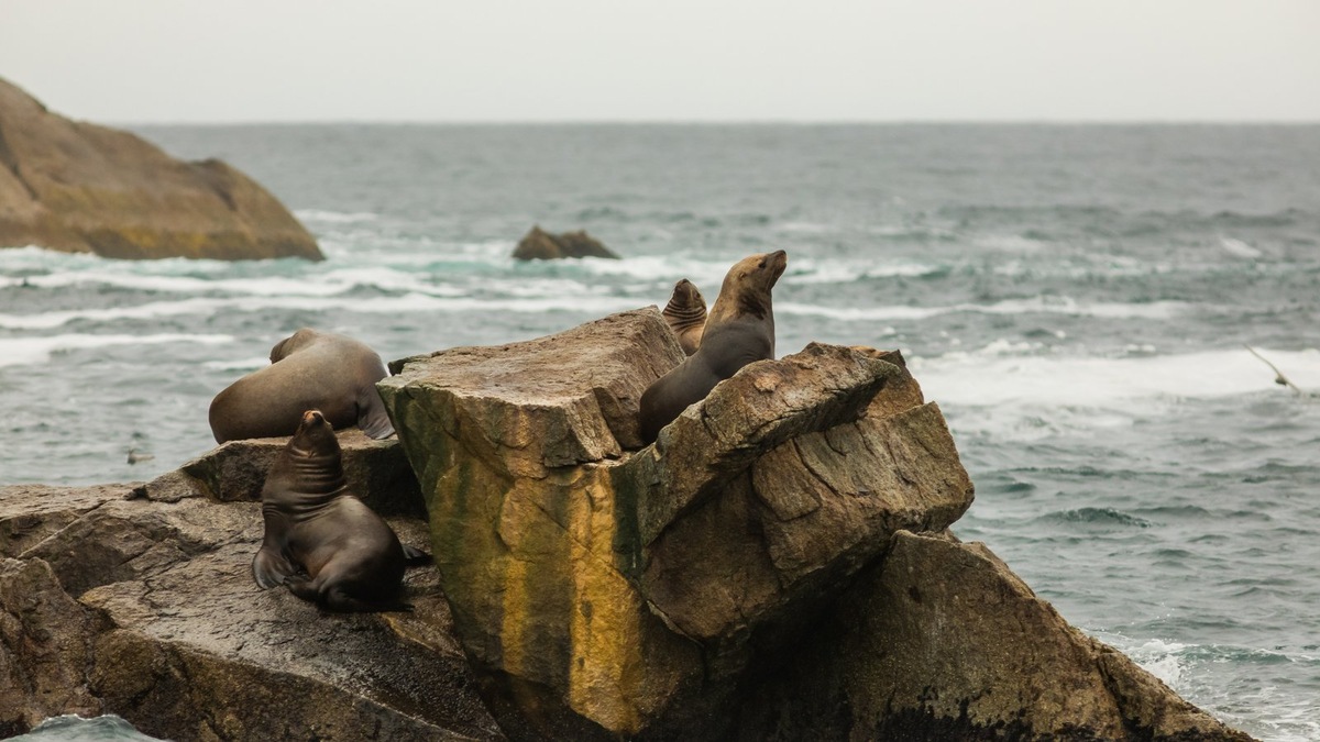    В Красной книге множество «забытых» животных