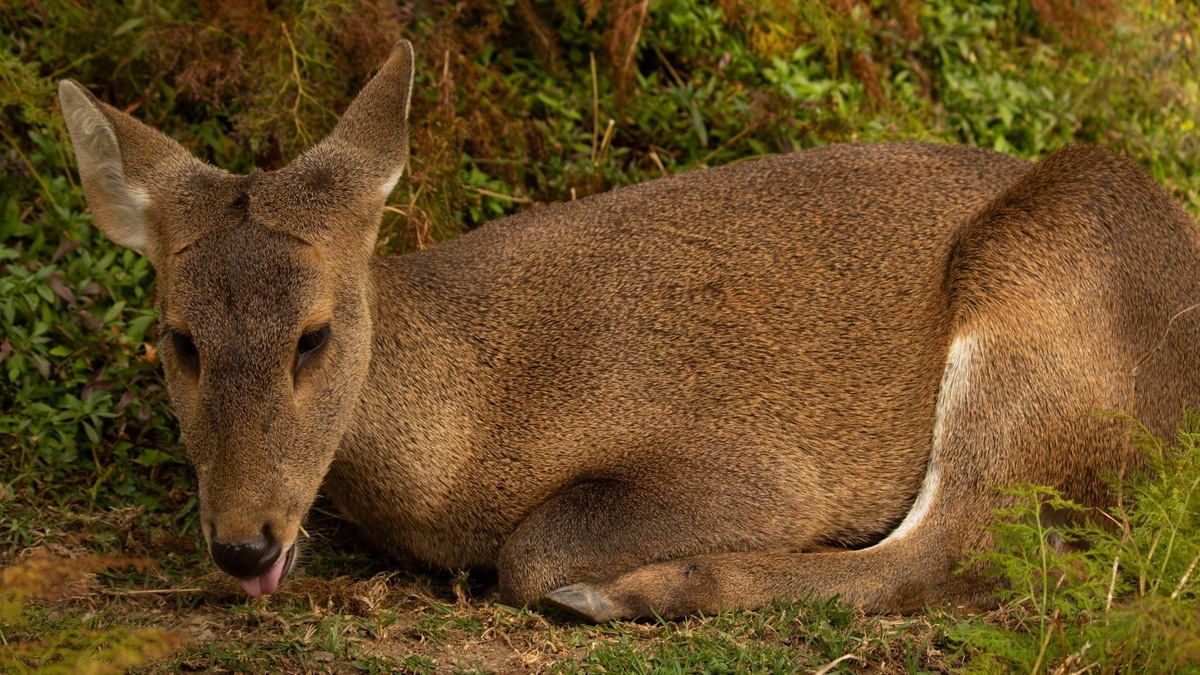    Кабарга в естественной среде обитания