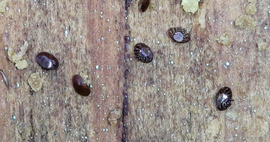 Борьба с варроатозом, препараты и применение