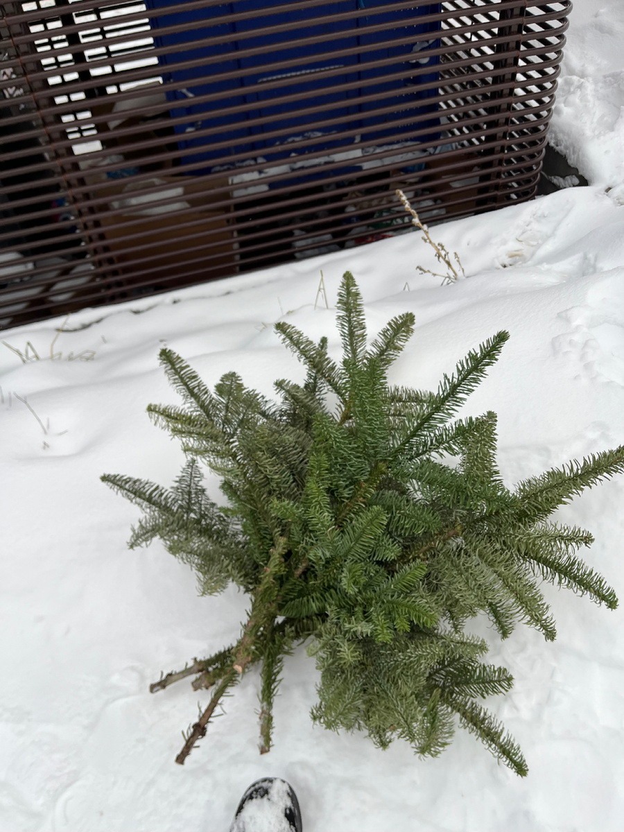 Импортная елка (или пихта?)