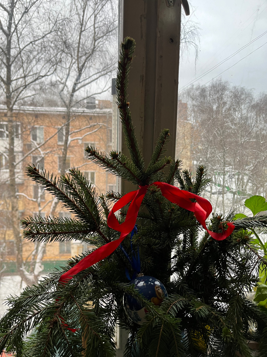 Елки из солнечногорского леса