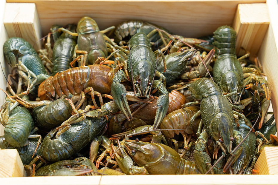    Shutterstock/FOTODOM