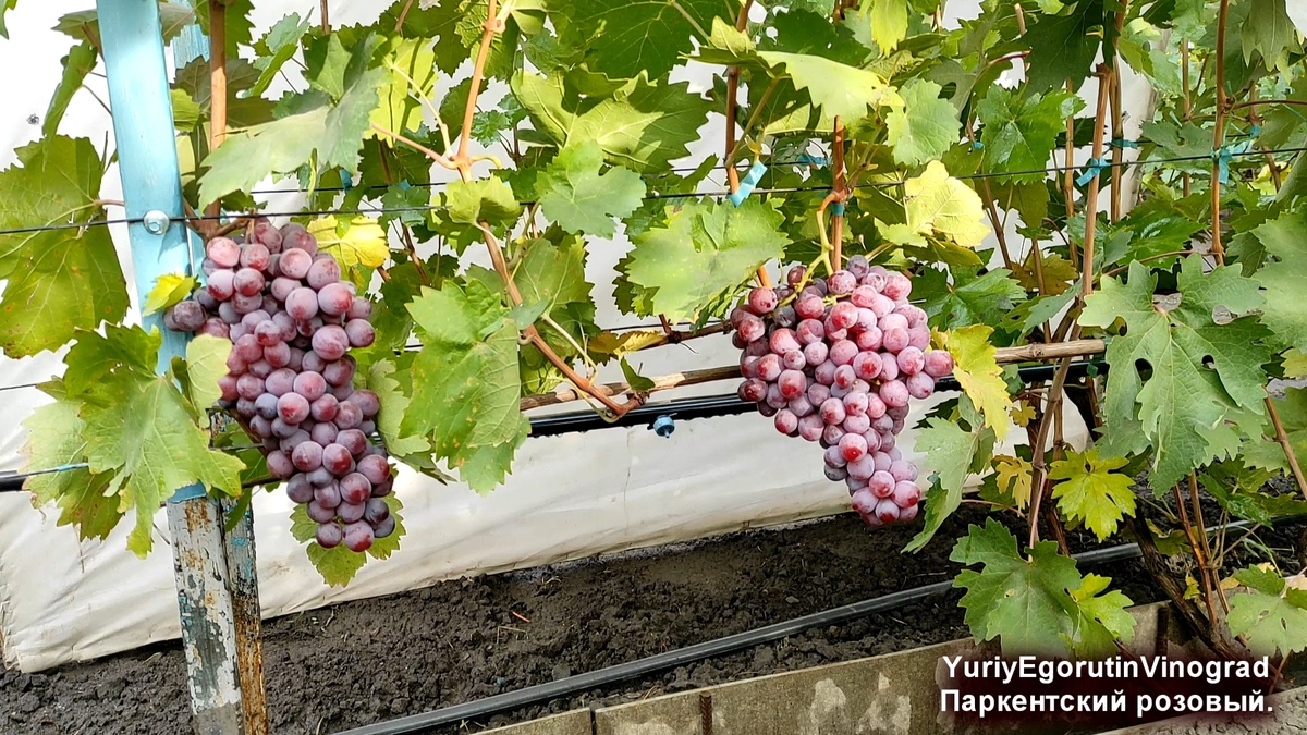 Грозди Паркентского розового.