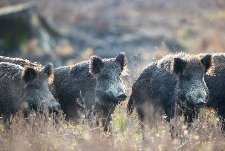    Shutterstock/FOTODOM