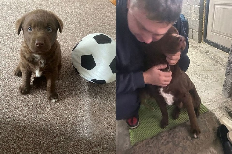    Балу вернулся в семью по Новый год. Фото: личный архив