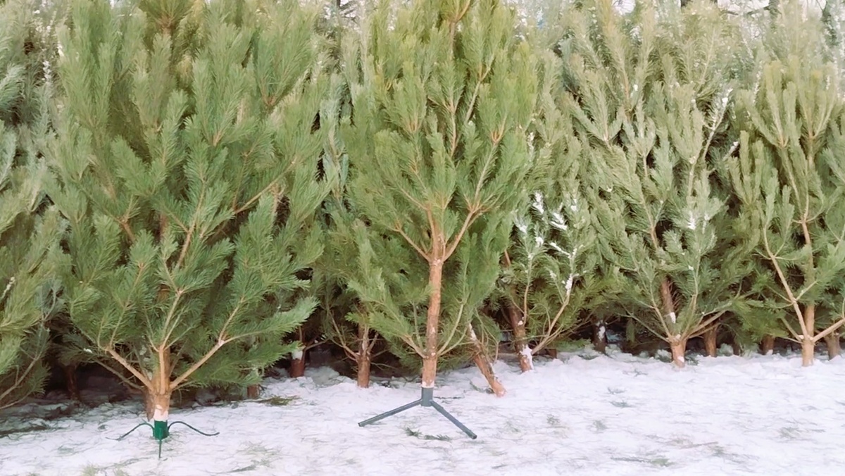 Елочные базары в Челябинске (Фото автора)