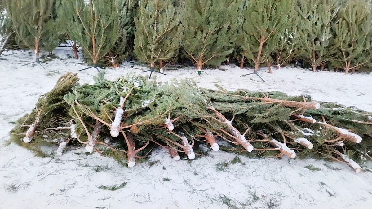 Елочные базары в Челябинске, какие цены. (Фото автора)