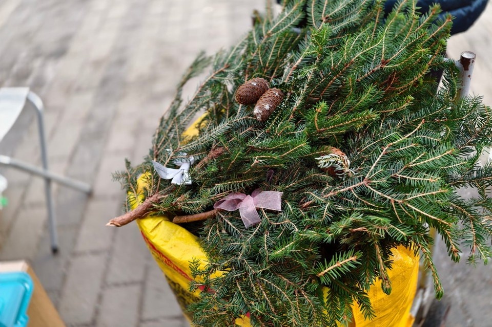    Сбор хвойных деревьев стартует в начале 2026 года. Алексей БУЛАТОВ