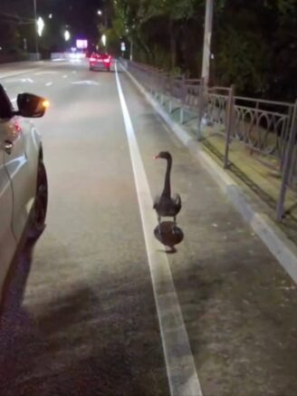    Фото: t.me/npsochi_official