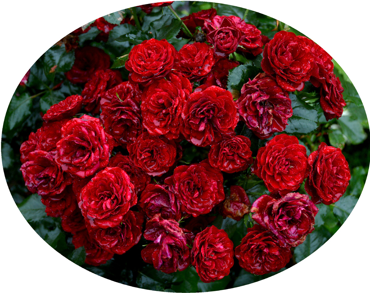 Фото было сделано 5 августа 2025 года. Все фотграфии в статье мои. Розы и прочие растения тоже