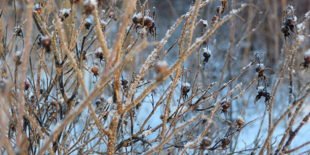 Шиповник и забытые записи финского хутора: почему я не собираю эти ягоды после заката
