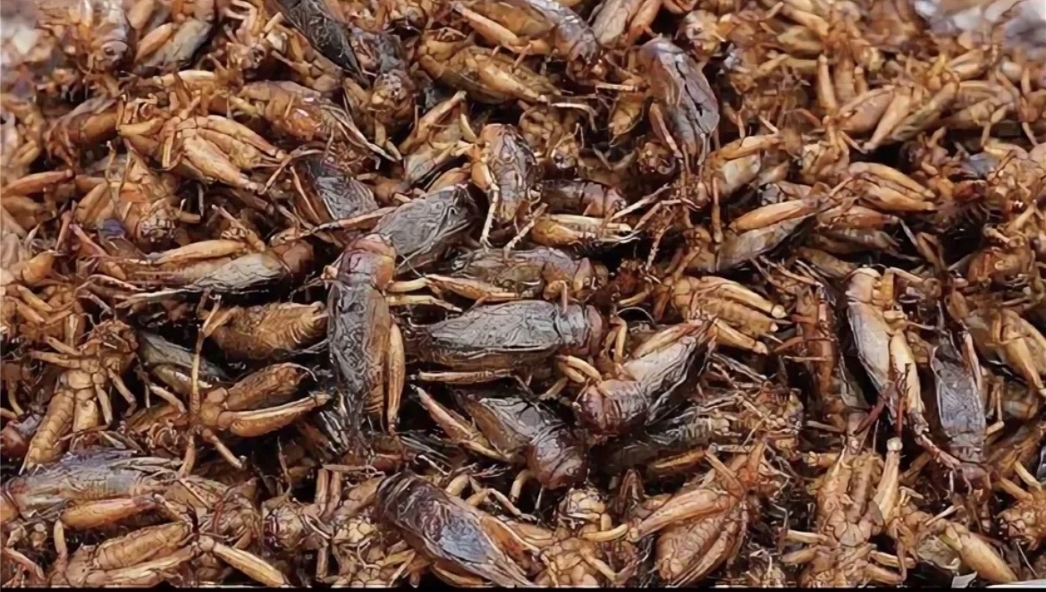Яндекс фото. Жареные кузнечики