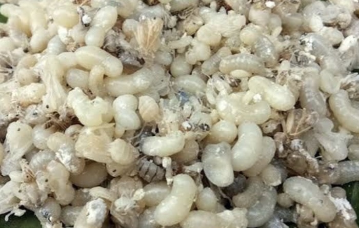 Яндекс фото. Эскамолес