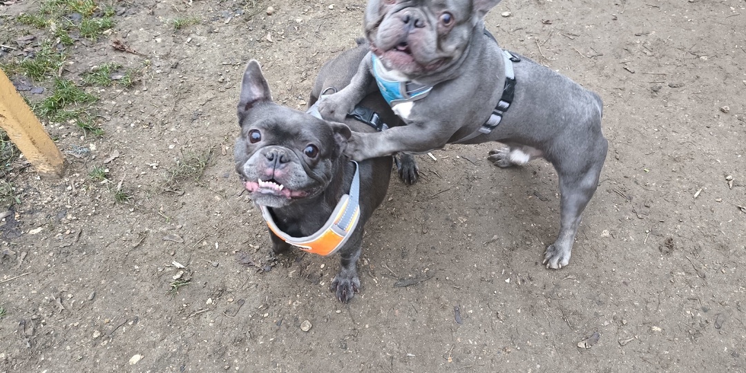 🆘🆘🆘СРОЧНО! МОЖНО ПО ОДНОМУ! ХОТЯ БЫ НА ПЕРЕДЕРЖКУ