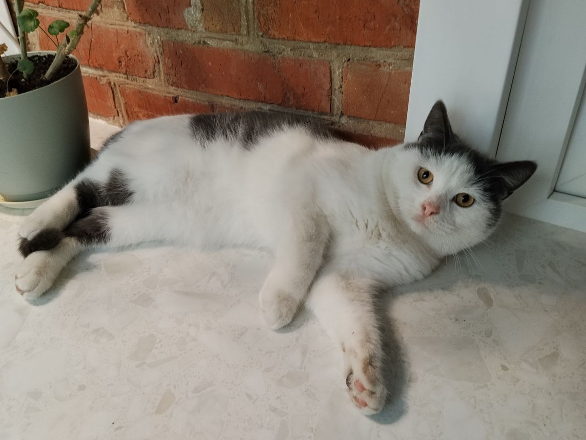 Посмотрю мяу мяу ))