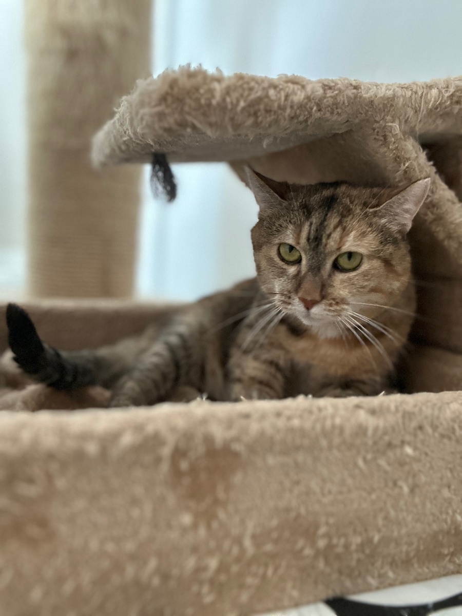 Ненавязчивая, аккуратная, дружелюбная, здоровая и умная кошечка надеется на новогоднее чудо🎄