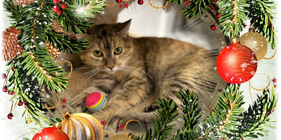 Мурочке нужен тихий и тёплый уголок, где её просто полюбят🏡💕