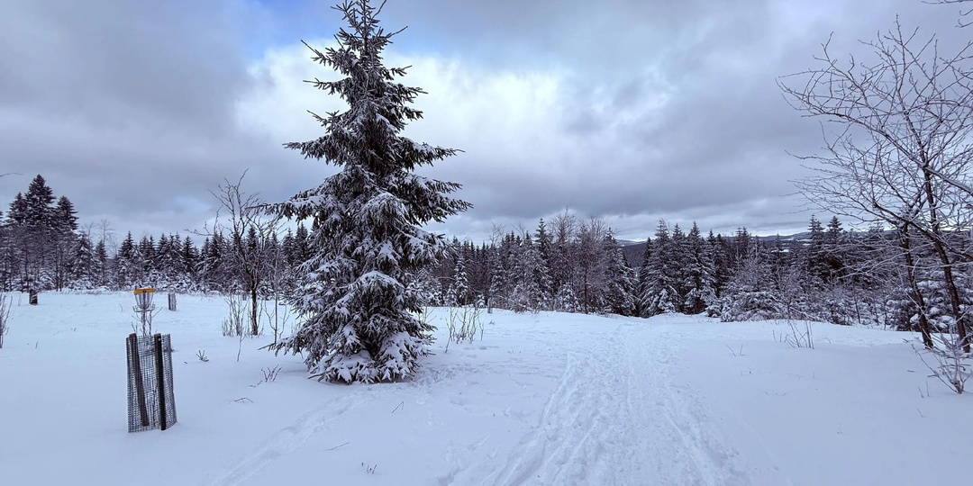 С Новым 2026 годом и наступающим Рождеством🎄