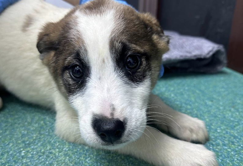 Кеша... Прямо сегодня выпускался на улицу... Ситуация жесть...