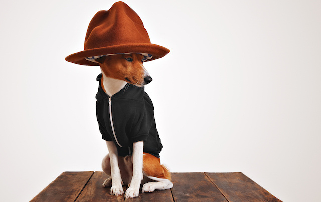 Зимой у собак мелких пород могут возникать определённые проблемы со здоровьем, связанные с низкими температурами