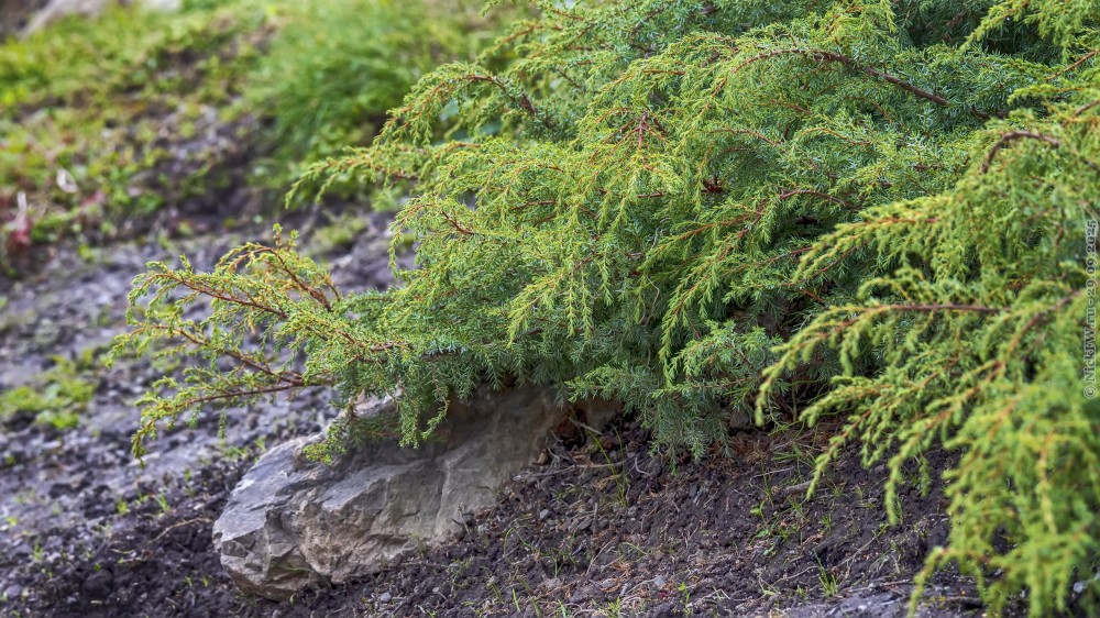 2. Можжевельник в Зарядье... © NickFW.ru — 29.09.2025г.