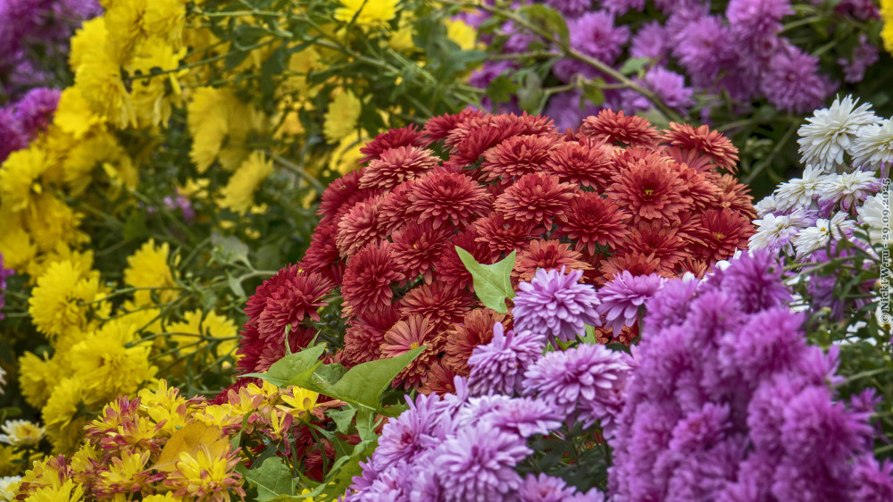 1. Хризантемы в Зарядье... © NickFW.ru — 29.09.2025г.
