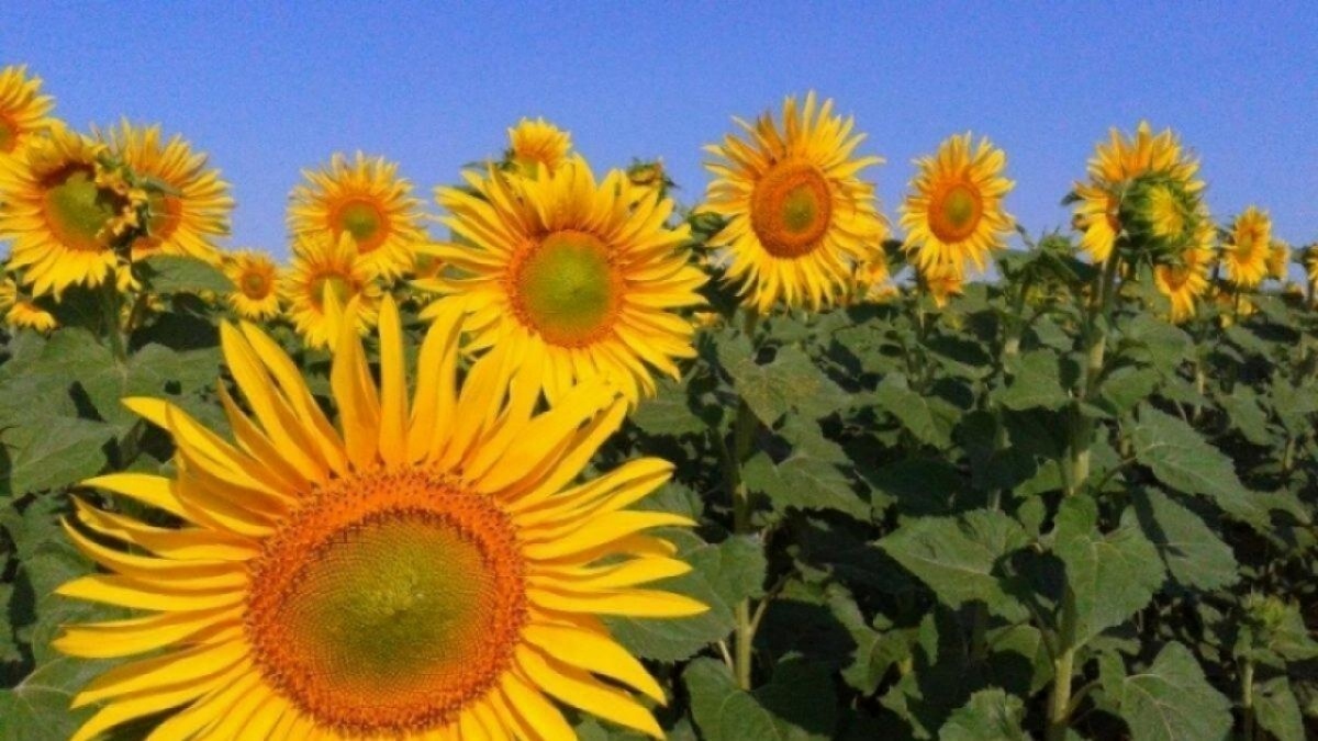    В Саратовской области собрали рекордные 2,2 миллиона тонн подсолнечникаНовости Саратова и области – Сетевое издание «Репортер64»