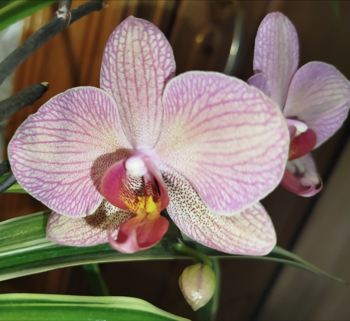 Бледненькое зимнее цветение орхидеи фаленопсис Criptix Криптикс