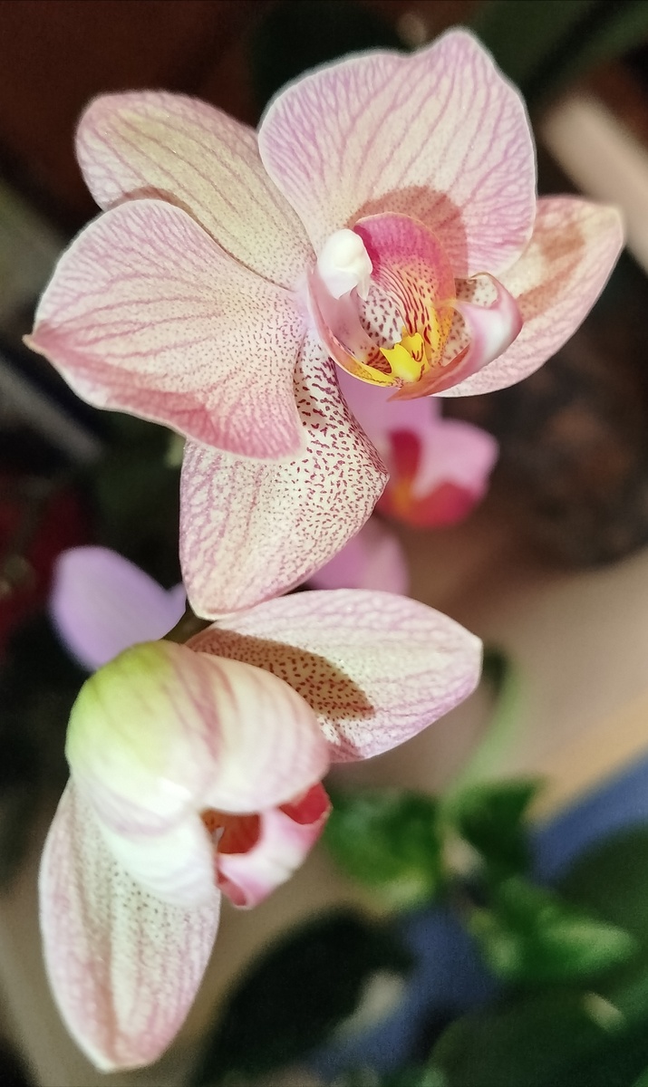 Фото орхидея фаленопсис Криптикс Criptix начало роспуска