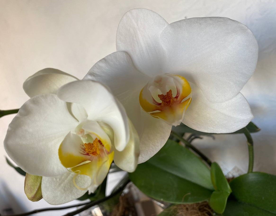 Орхидея Фаленопсис Big apple Биг аппле