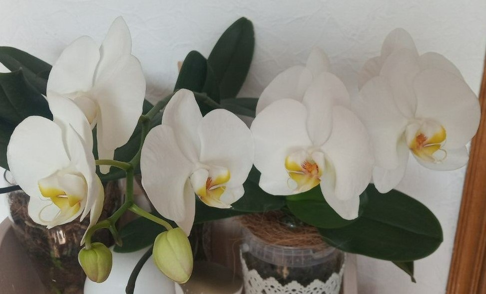 Фото фаленопсис Big apple