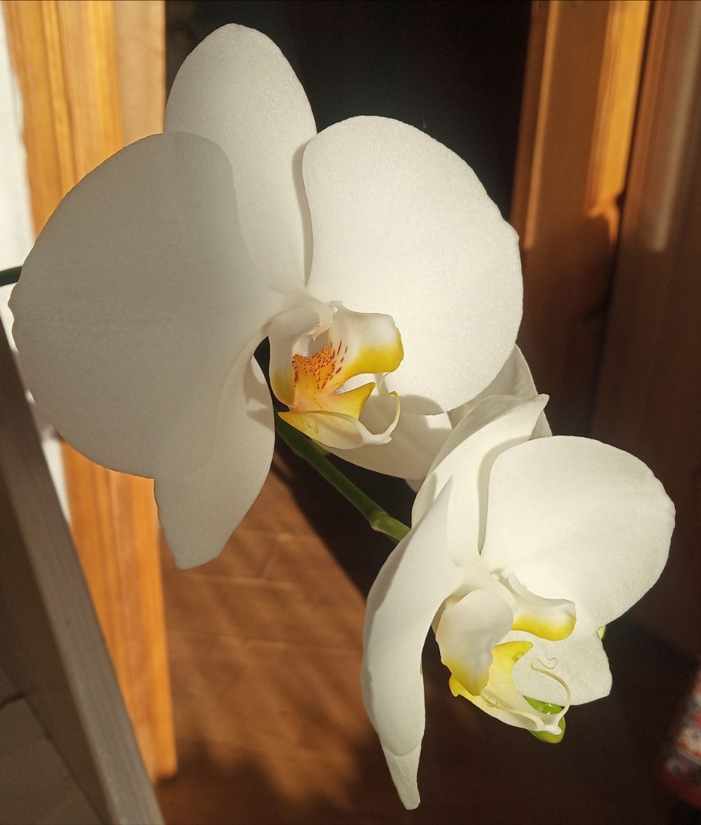 Фото орхидея фаленопсис Snow compass Снежный компас Сноу компас первое домашнее цветение