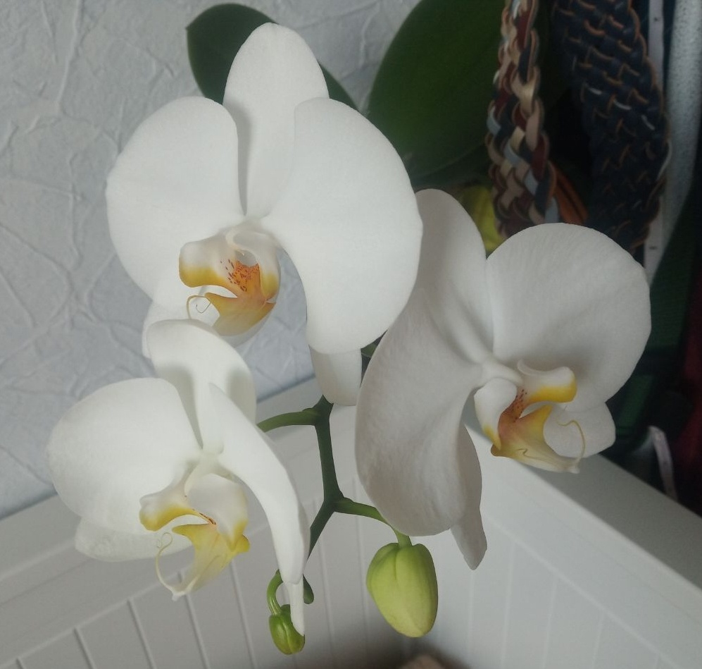 Фото Фаленопсис Snow compass  середина цветка из лимона в почти "яичницу"
