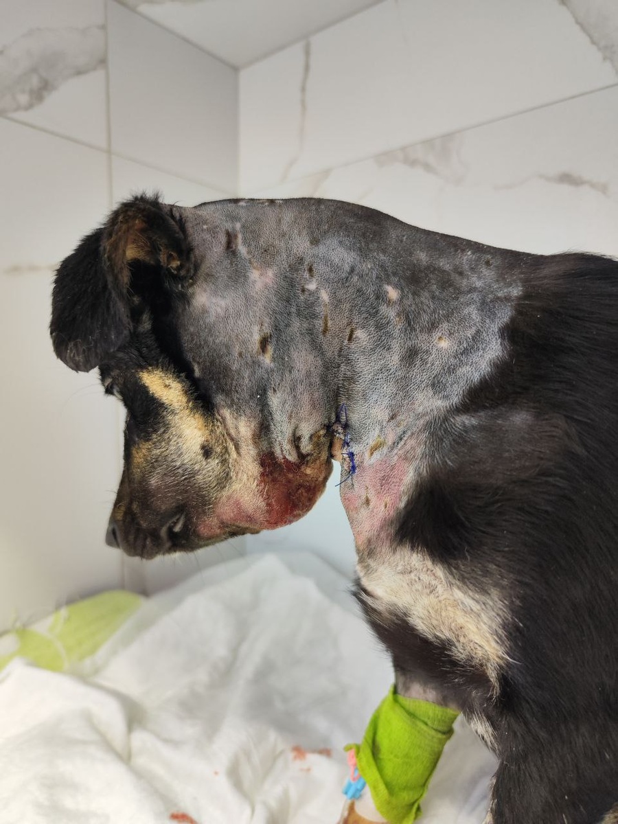 Следы от укусов на шее Стива. Сильный отëк. 