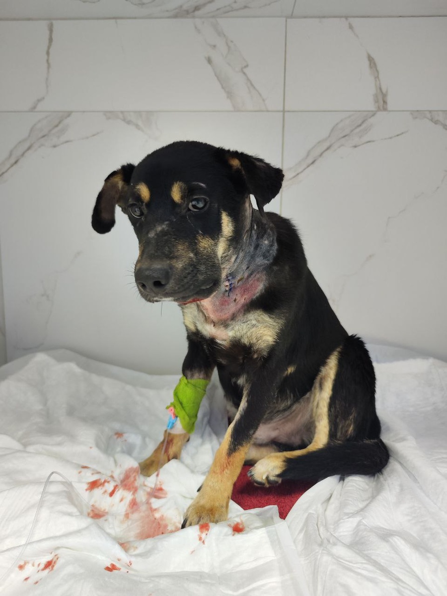 Стив после операции, на капельнице. 