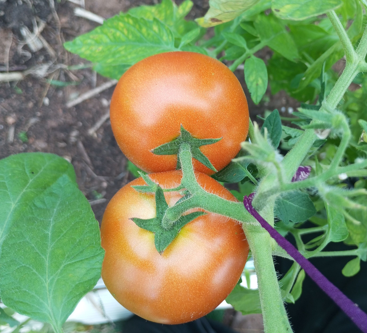 фото Александра Жаравина: томат Слот F1 в теплице у автора 