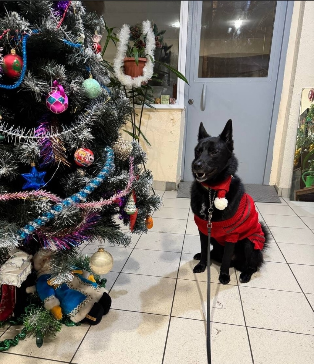 Ремарк к празднованию готов!