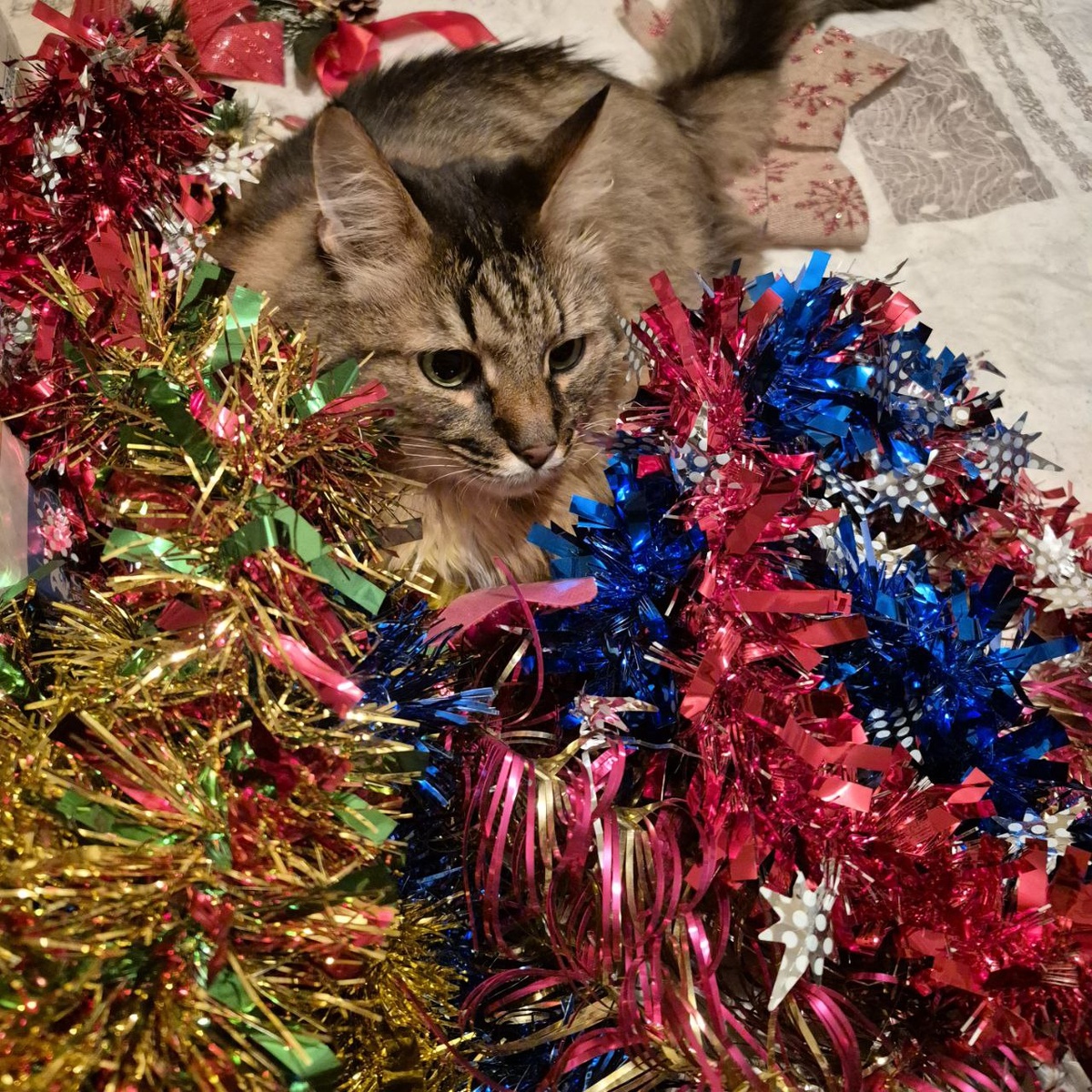 Кот Ганс помогает изо всех сил украшать дом к празднику