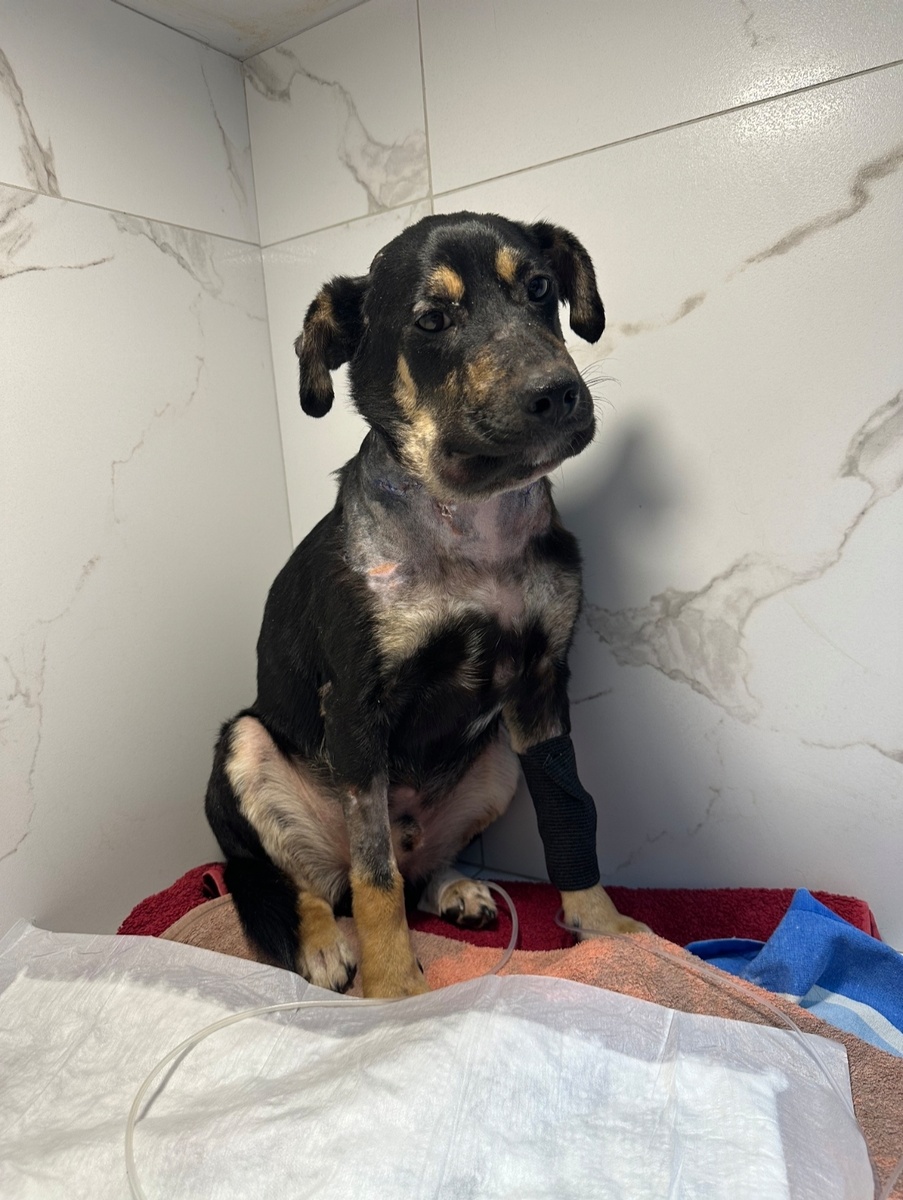 Стойко терпит все манипуляции. 