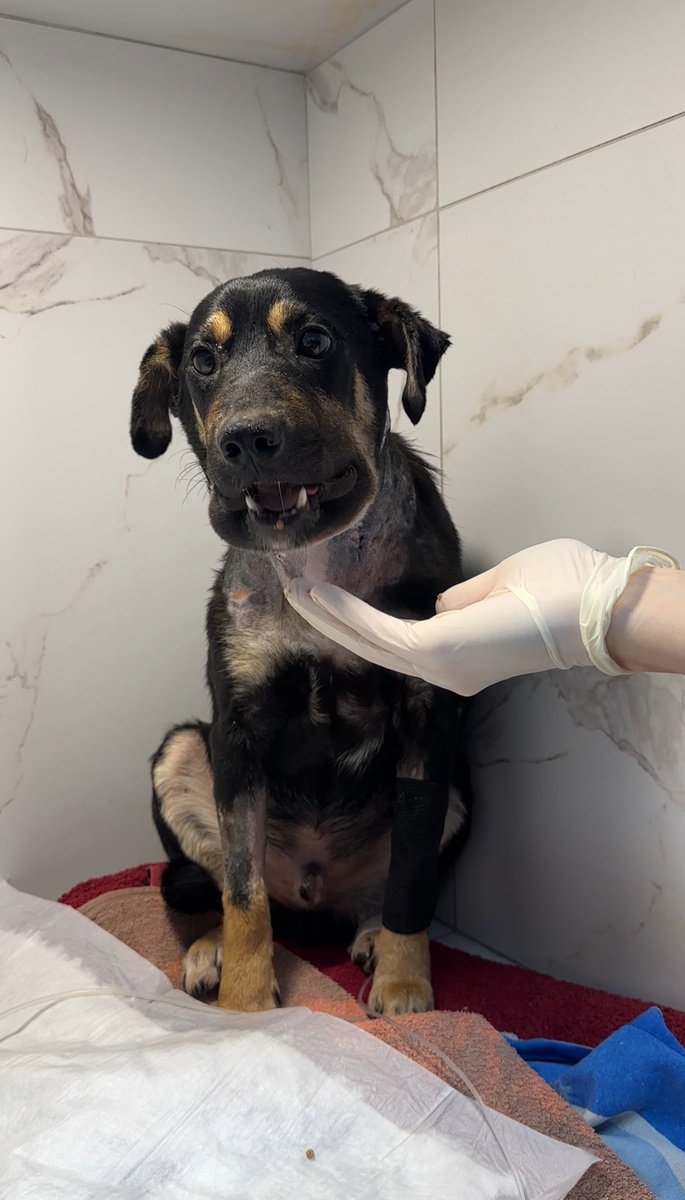 Из-за сильных РАН на шее и отëков, Стиву трудно есть. 