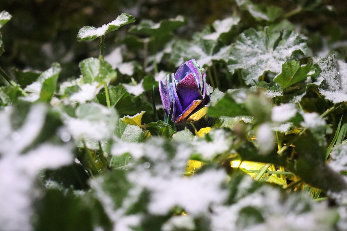 Ориби Каммпирр - Цветок льда © Copyright: Ориби Каммпирр