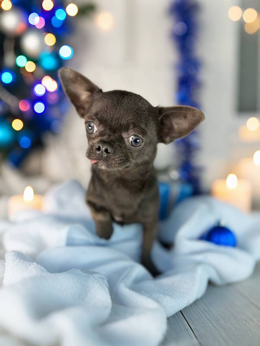 Маленькая собачка из приюта Домик Мелкашей ищет дом