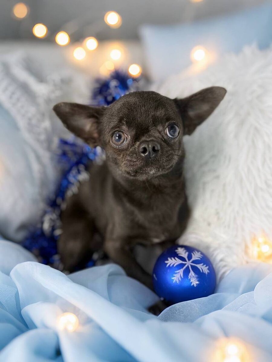 Маленькая собачка из приюта Домик Мелкашей ищет дом