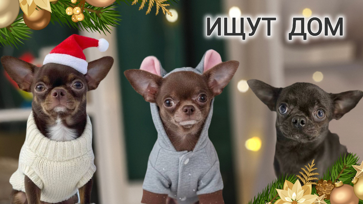 Маленькие собачки ищут дом 
