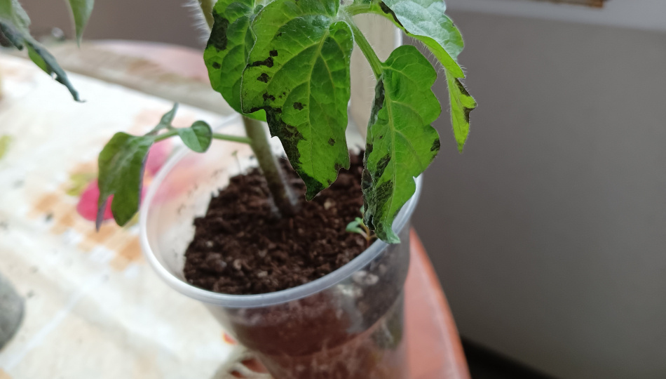 3 беды, часто губящие Вашу рассаду. Гнилостные вредители, и как легко уберечь от них молодые растения