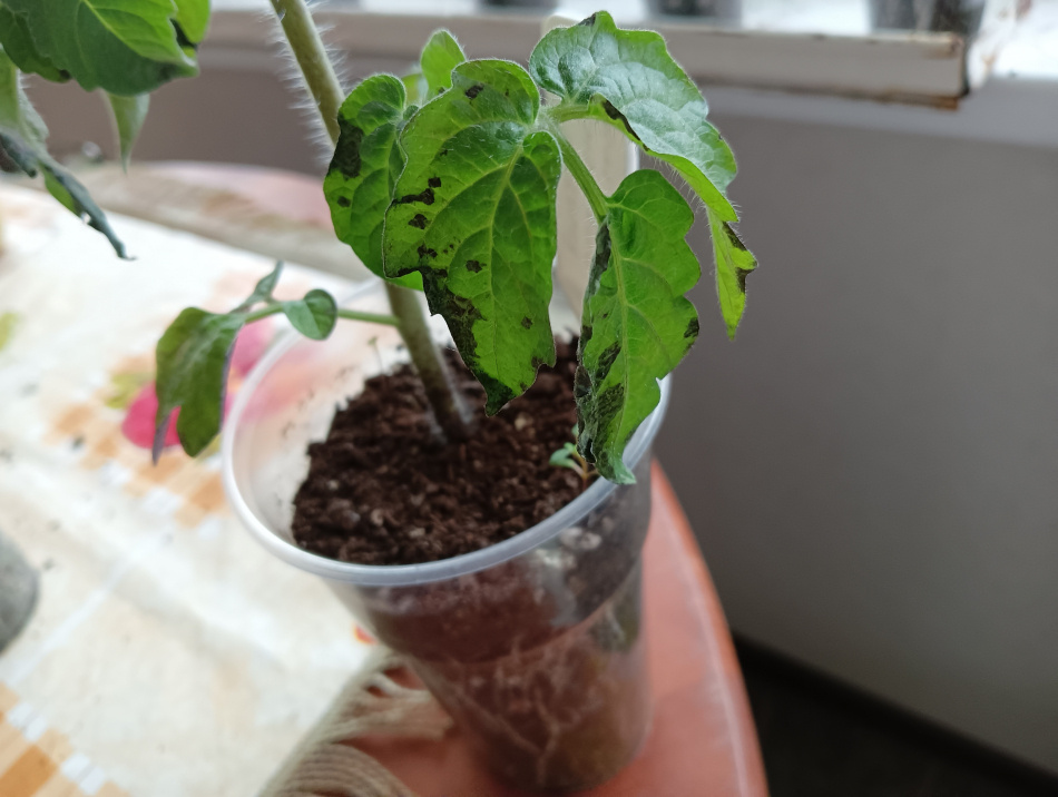 Вредители на рассаде