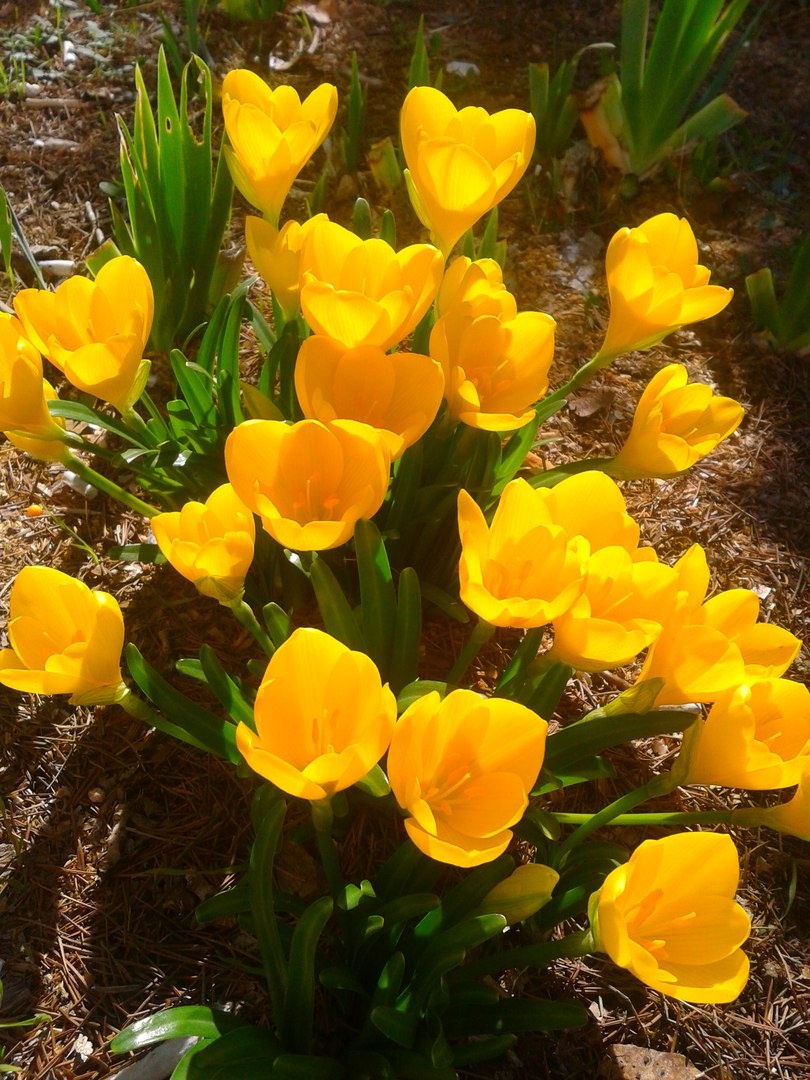 © Copyright: Ориби Каммпирр