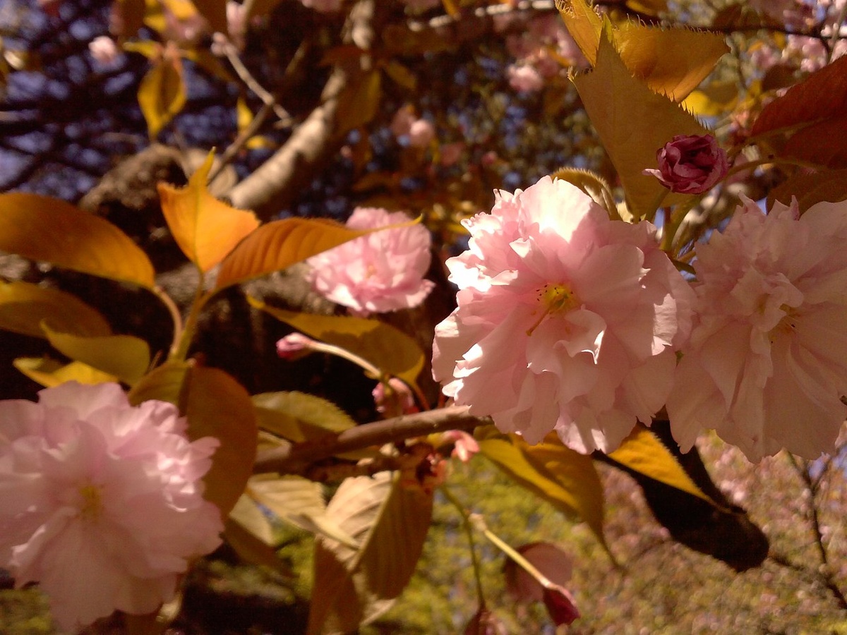 © Copyright: Ориби Каммпирр