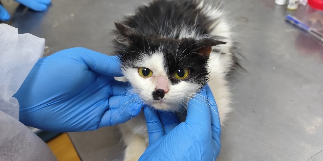 Подопечные, которым нужна помощь прямо сейчас