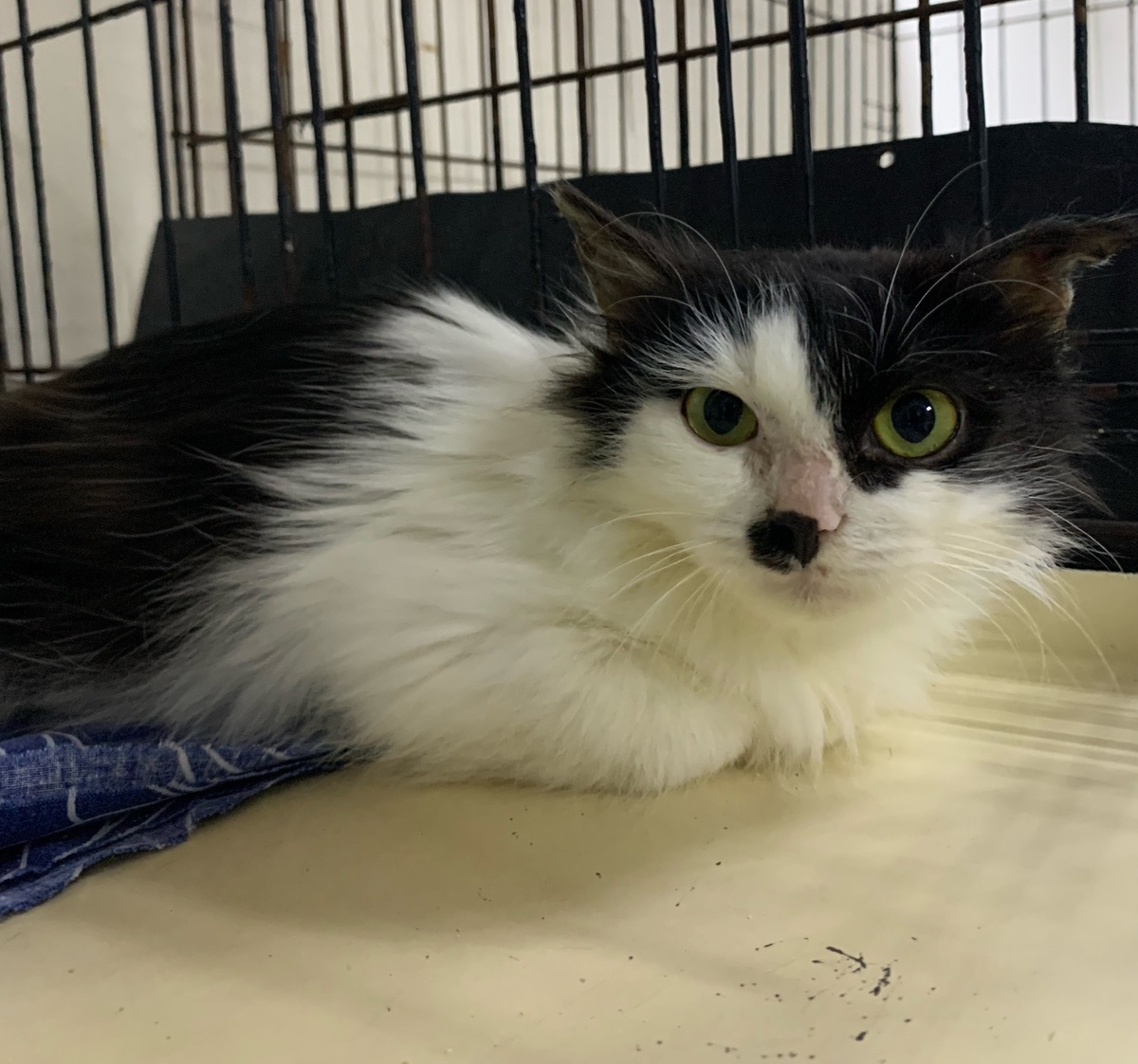 Дьячок в приюте.